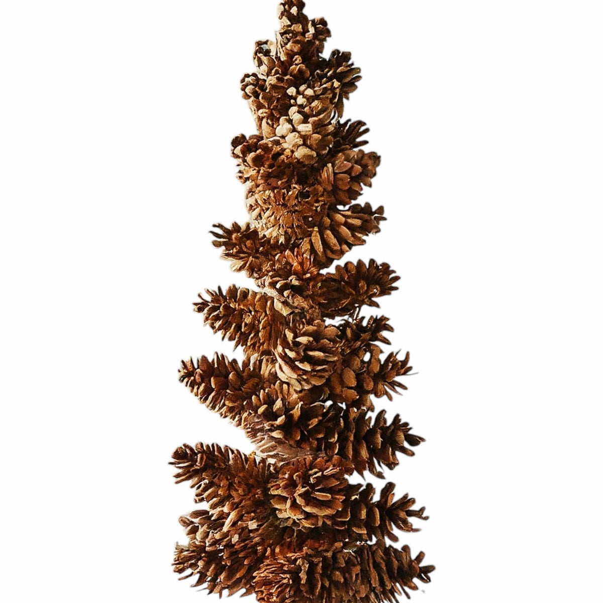 Pine cones set (Set of 5 cones ) : Nature's timeless beauty for your home and garden