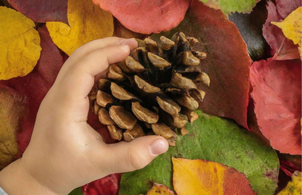 Pine cones set (Set of 5 cones ) : Nature's timeless beauty for your home and garden