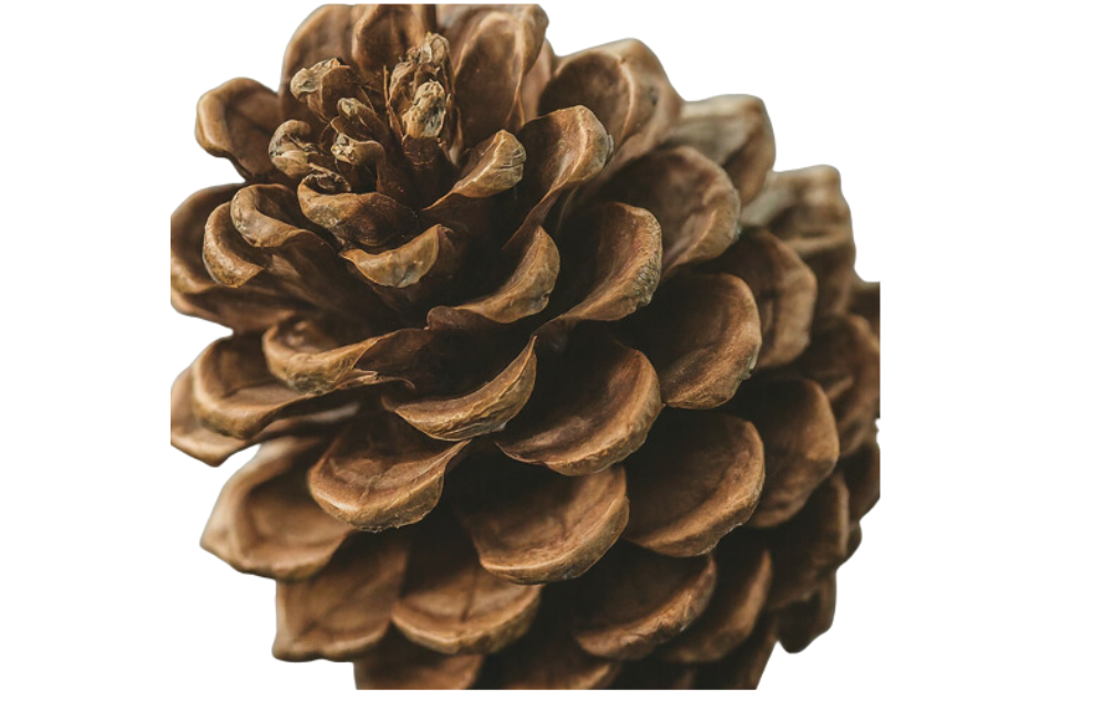 Pine cones set (Set of 5 cones ) : Nature's timeless beauty for your home and garden